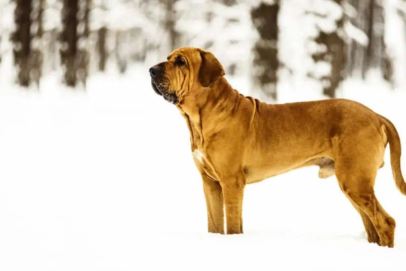 Fila Brasileiro: The Unwavering Guardian