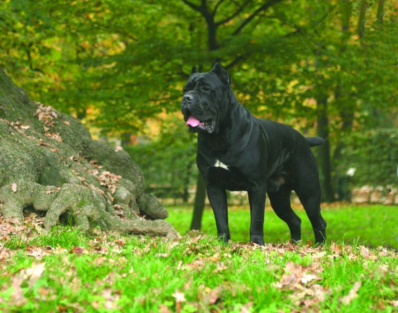 Cane Corso