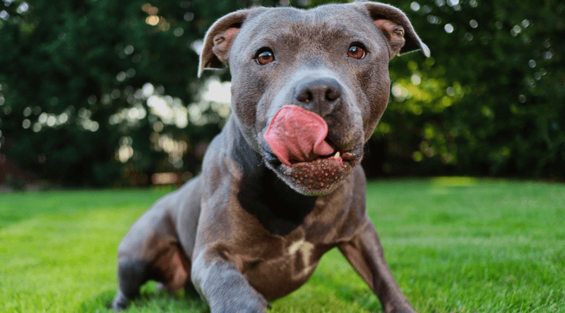 Pit Bull Terrier