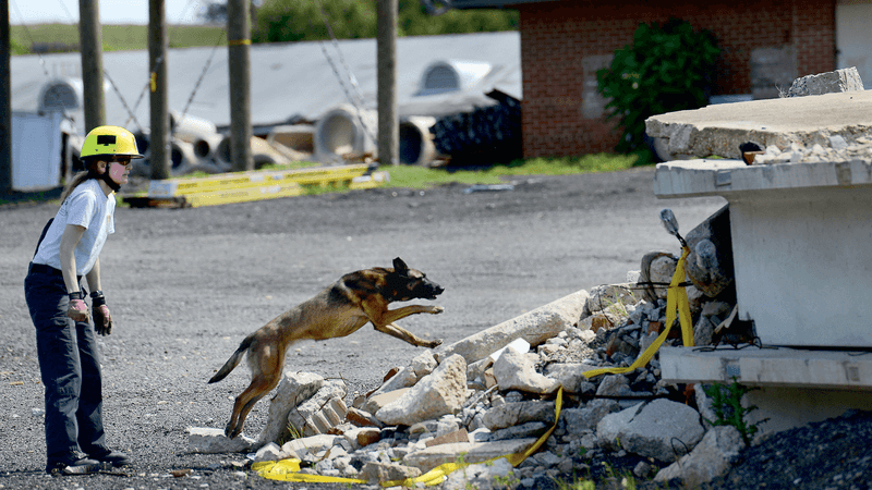 Belgian Malinois: The Rescue Specialists