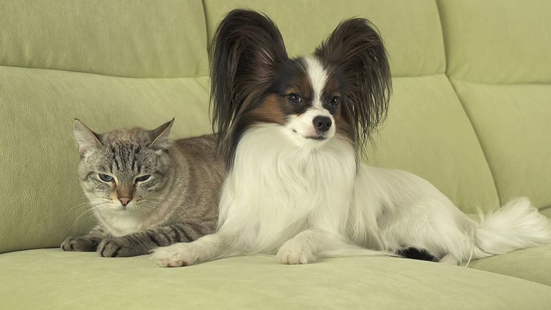 Papillon