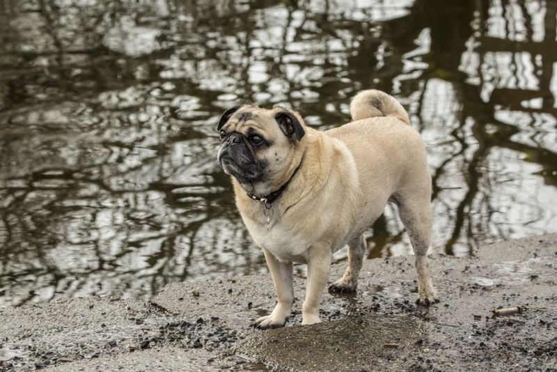 Pug