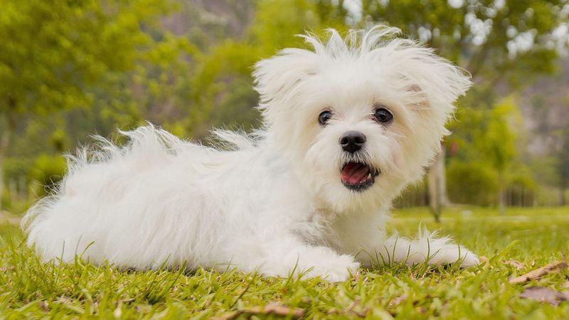 Maltese