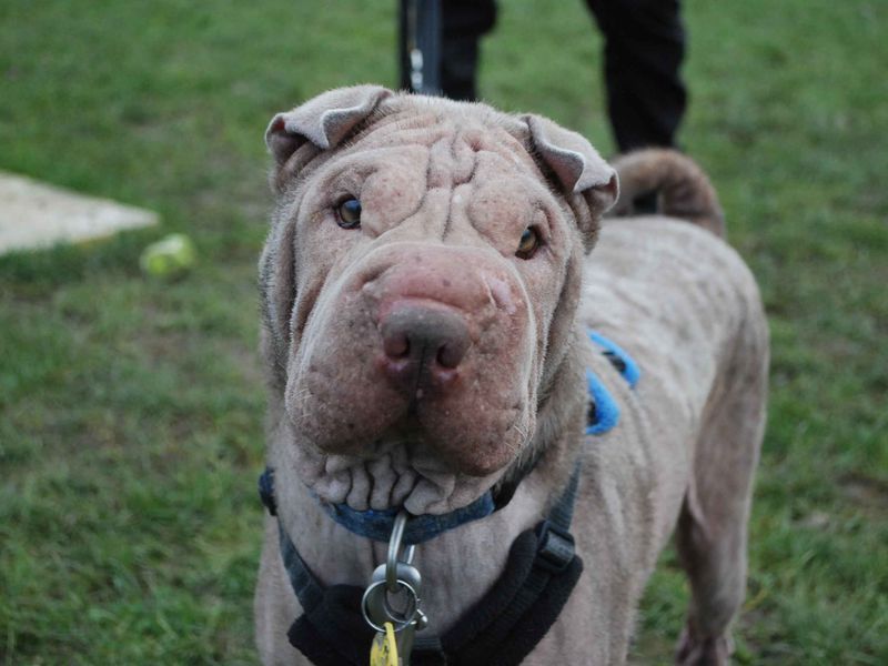 Shar Pei