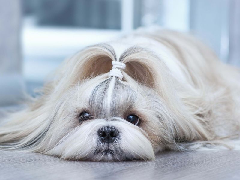 Shih Tzu's Wilderness Woes