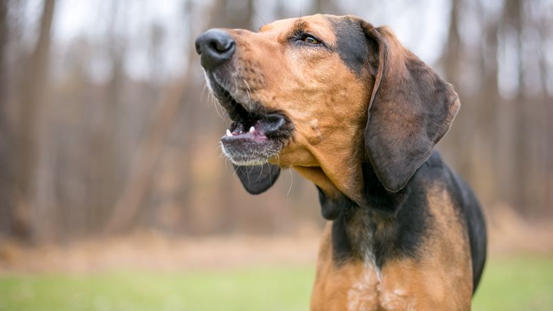 Coonhound