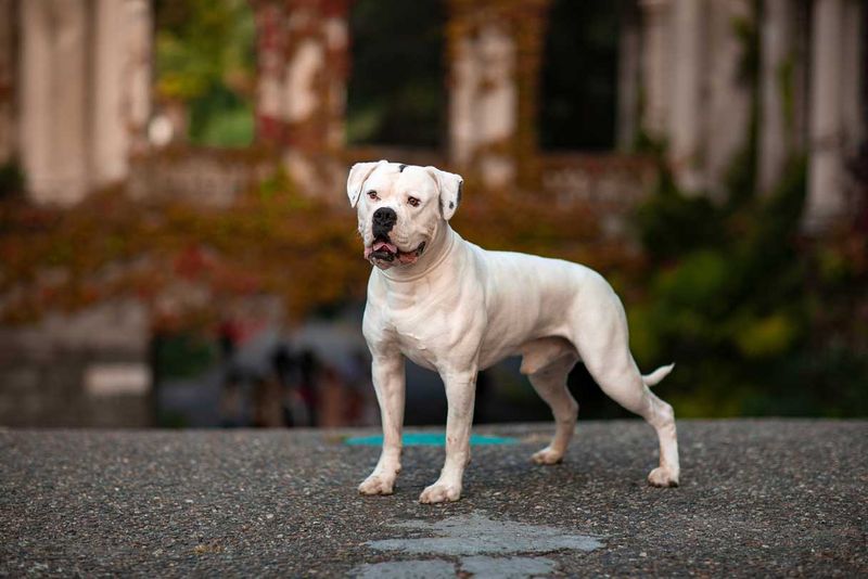 American Bulldog