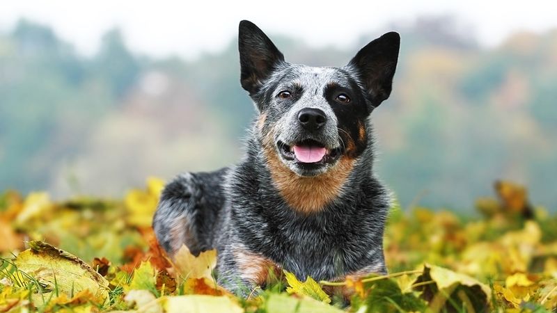 Australian Cattle Dogs: Work Ethic On Four Legs