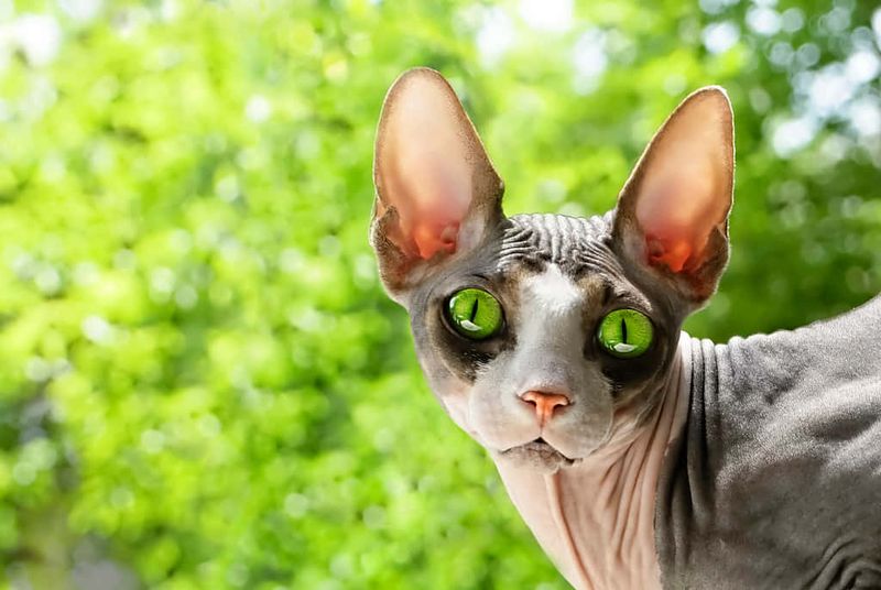 Sphynx