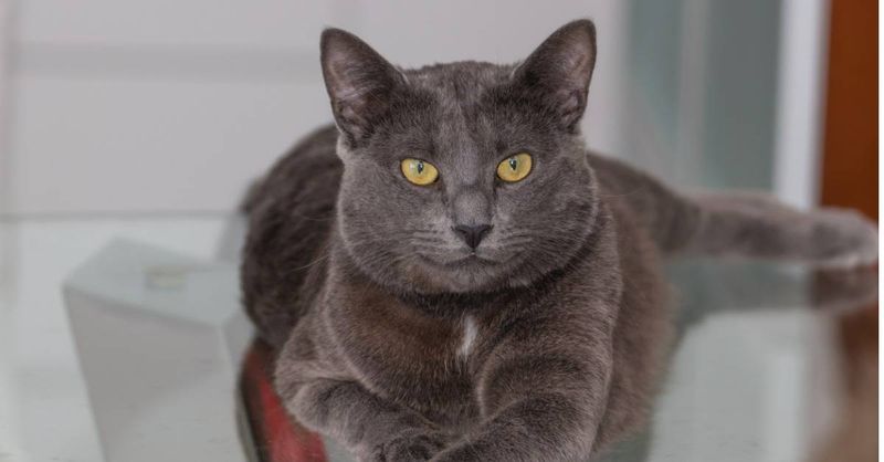 Chartreux