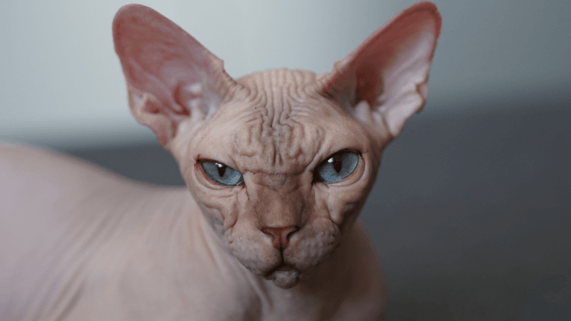 Sphynx: Naked Empaths Who Feel Everything