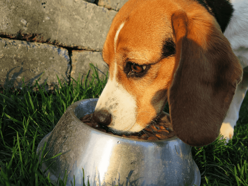 Pack Mentality At Mealtime