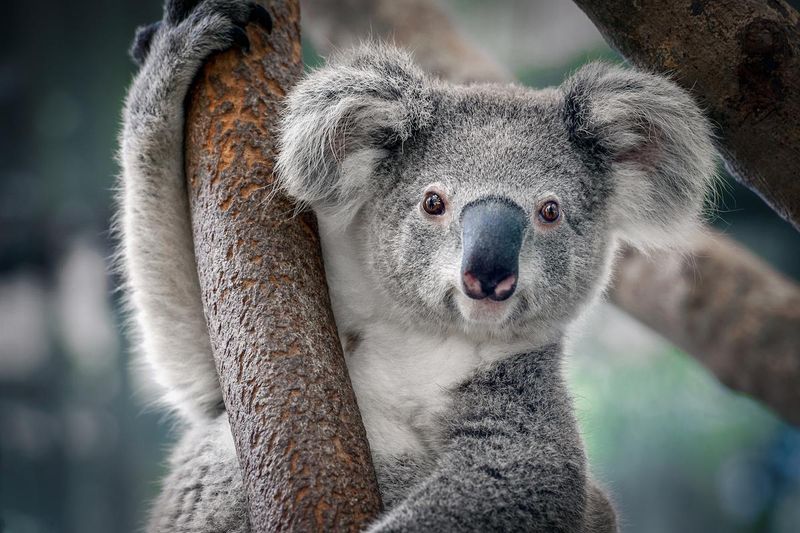 Koala Genome Sequenced