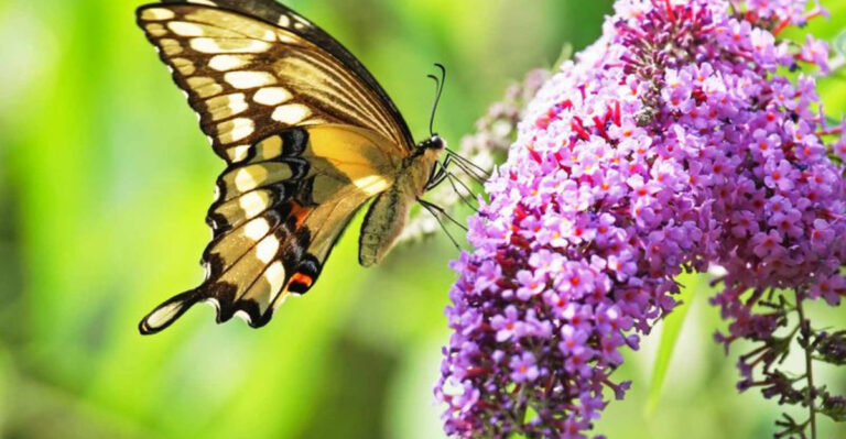 Butterflies Will Flock To These 20 Colorful Attractive Plants