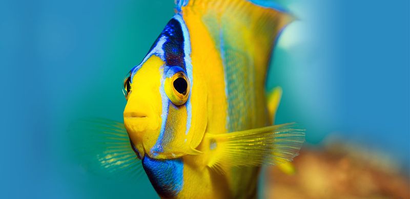 Angelfish
