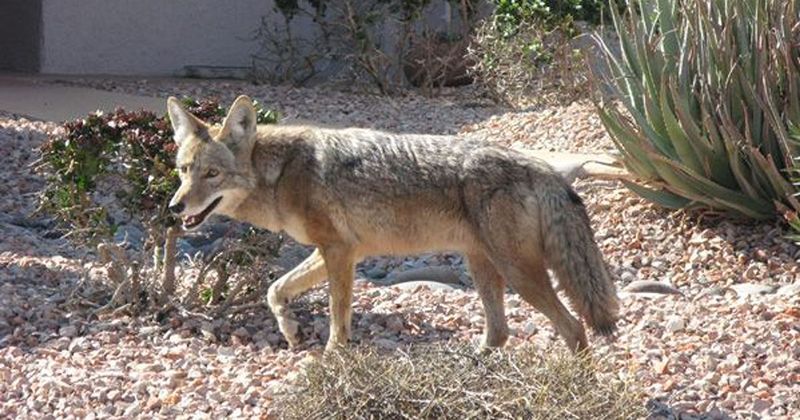 Prowling Packs: Coyotes