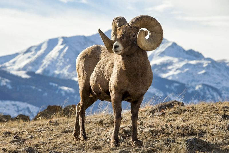 Colorado: Rocky Mountain Wildlife Spectacle