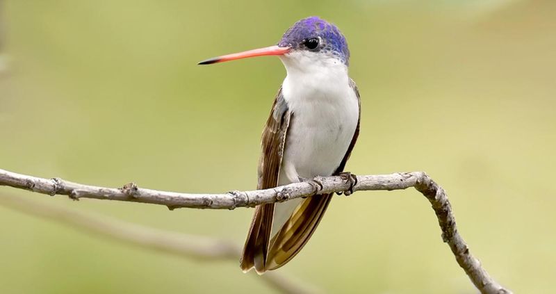 Violet-Crowned Hummingbird