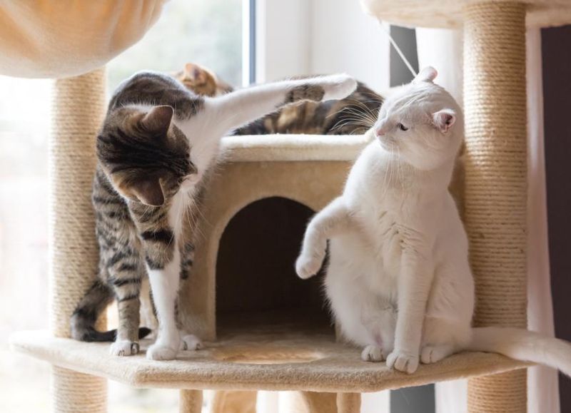 Fewer Fights With Other Cats
