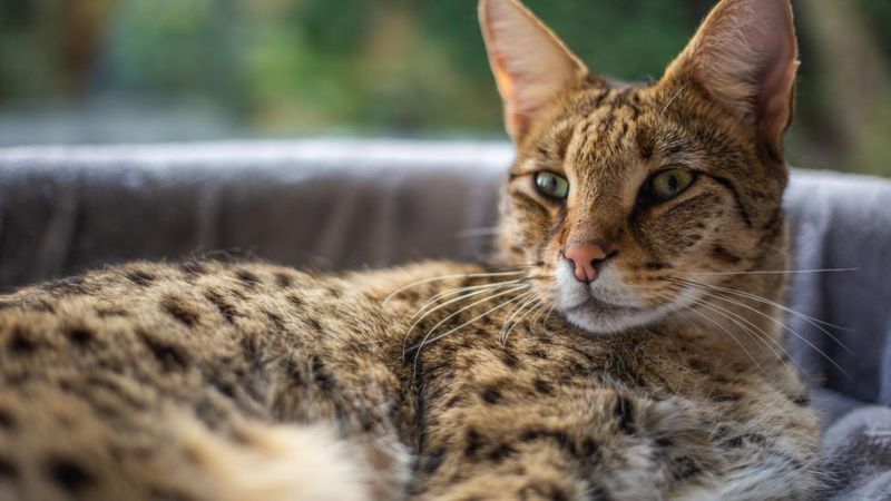 The Savannah Cat: Wild Beauty at Home