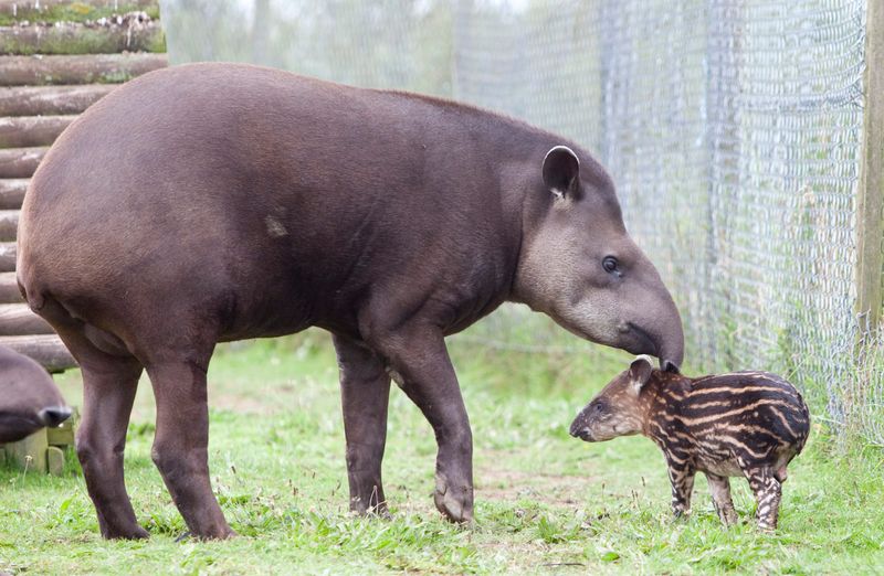 Tapir