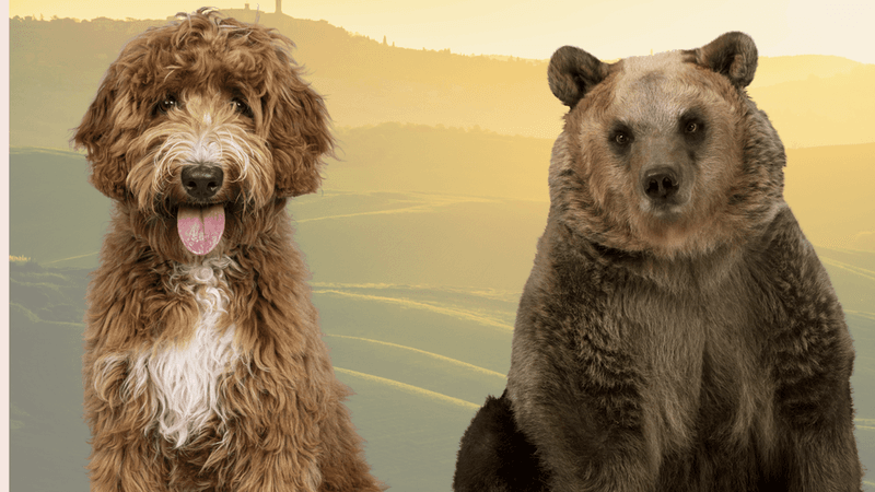 Dogs And Bears