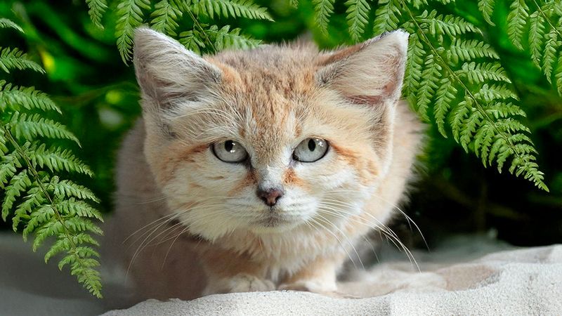 Ears Like No Other