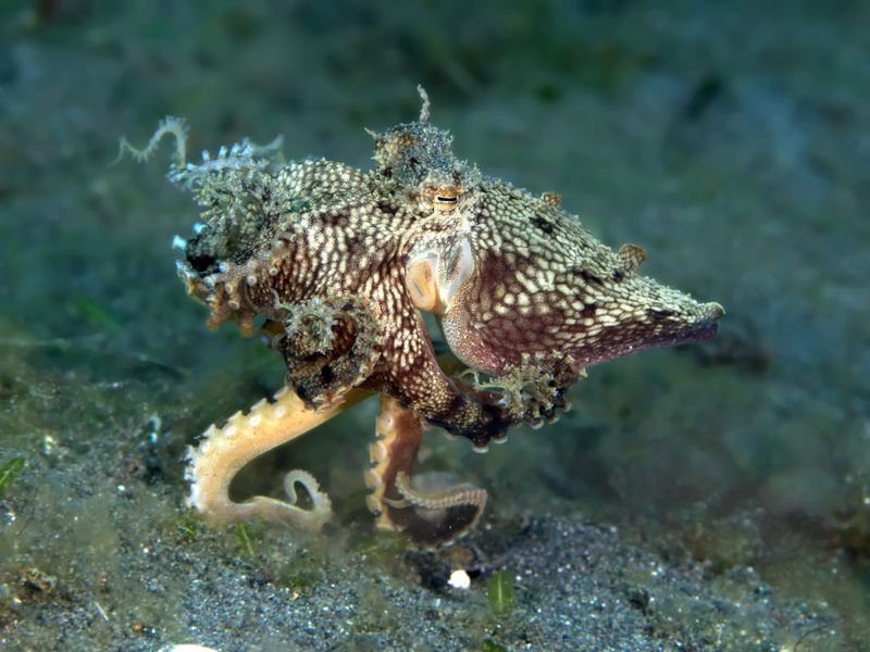 The Mysterious Mollusk