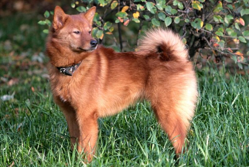 Finnish Spitz