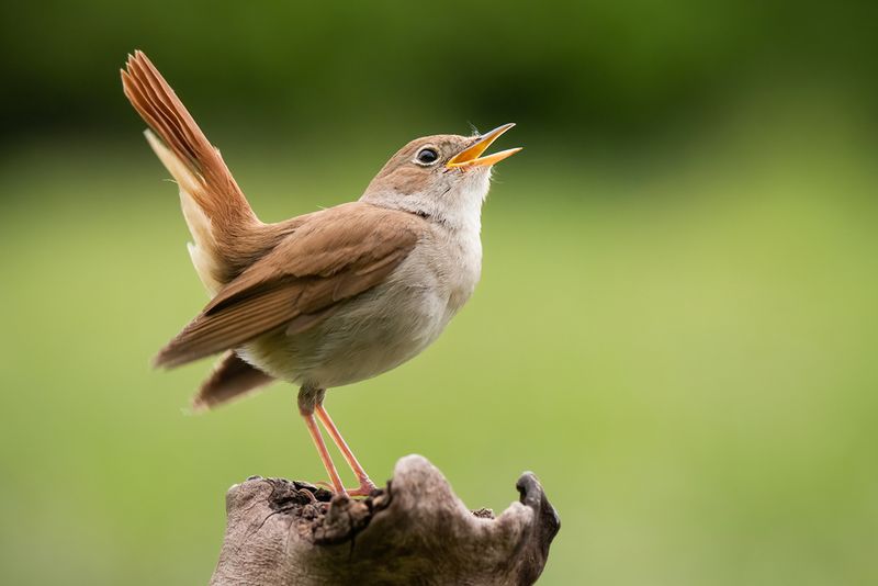 Nightingale