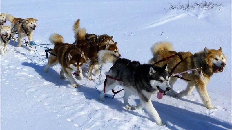 Alaskan Malamute: The Freight Haulers
