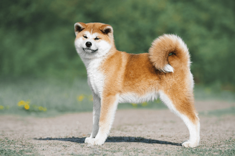 Akita
