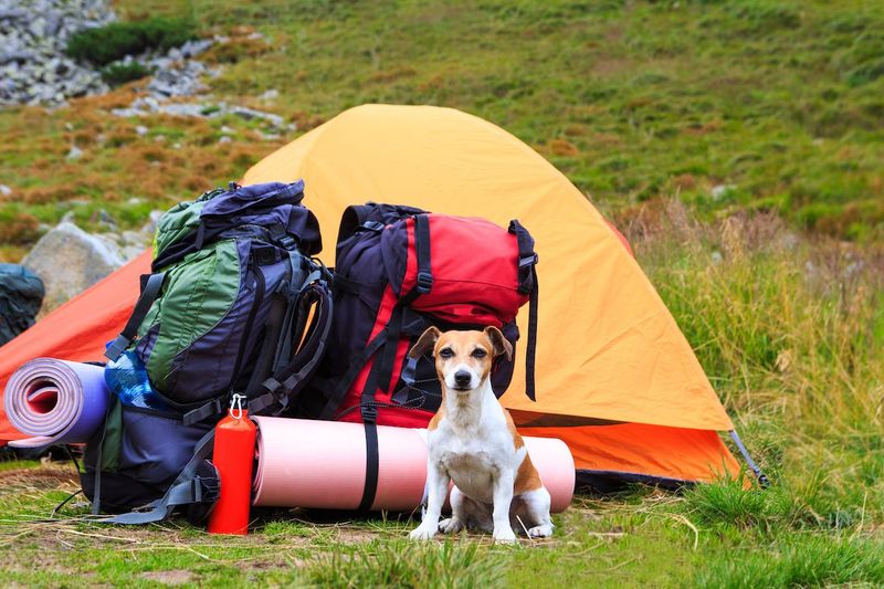 Camping Trips