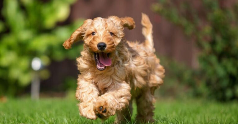 Can’t Decide On A Doodle? The 18 Most Popular Poodle Mixes, Ranked!
