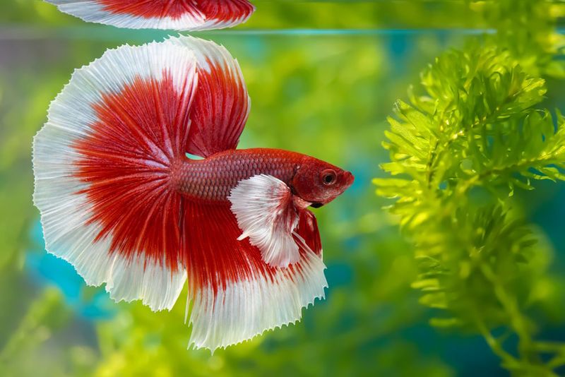 Captive-Bred Fish (e.g., Betta Fish)