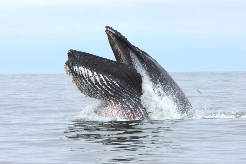 Whale
