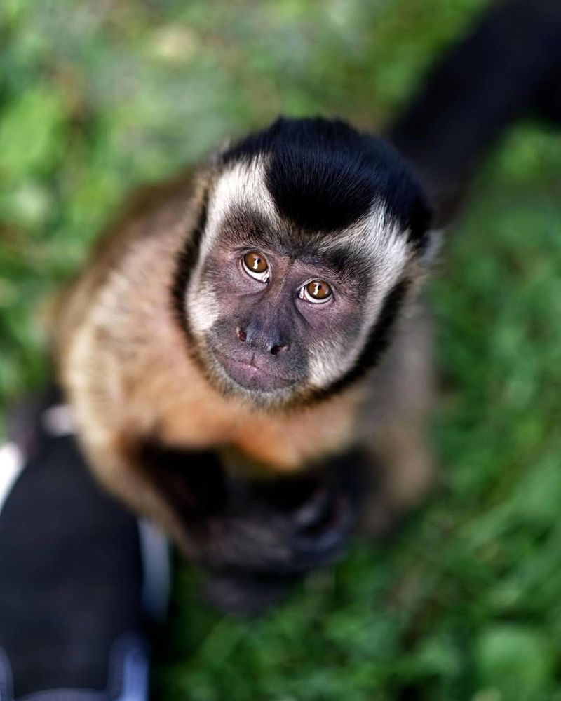 Capuchin Monkey