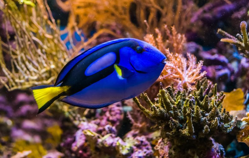 Blue Tang