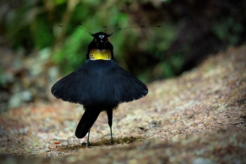 Parotia