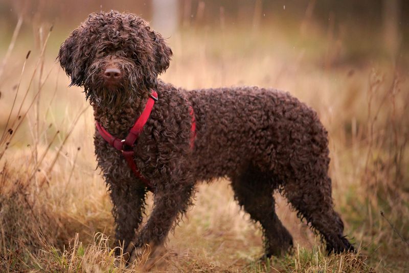 Lagotto Romagnolo: The Truffle Hunter