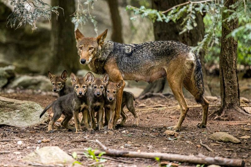 Red Wolf