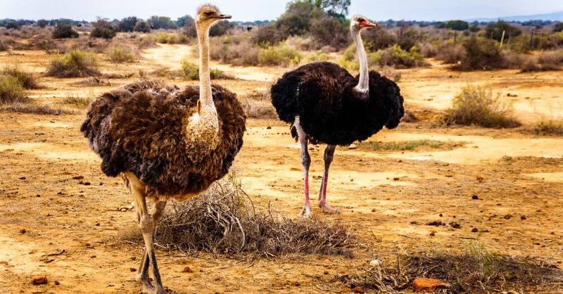 Ostrich