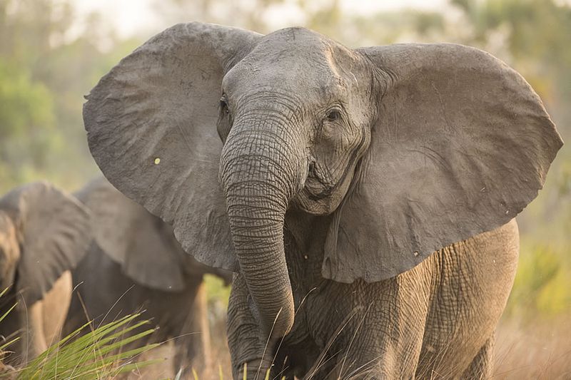 Elephant