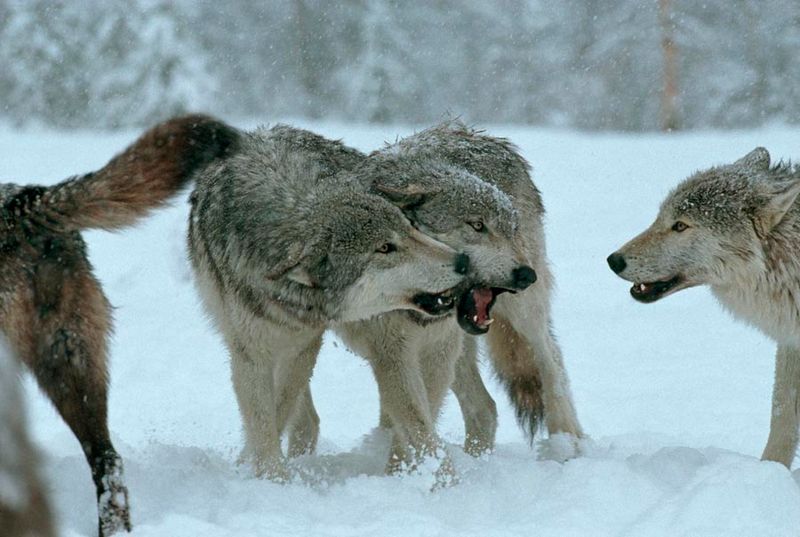 Wolf