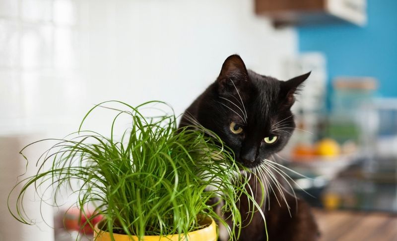 Potted Cat Grass
