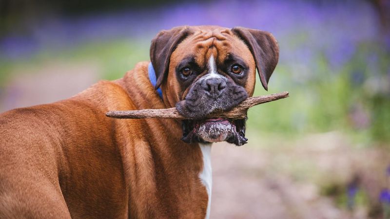 Boxers: The Versatile Assistants