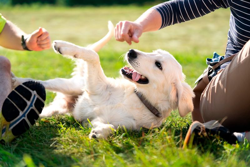 Dogs