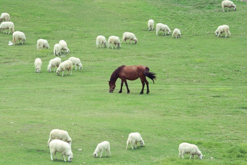Sheep
