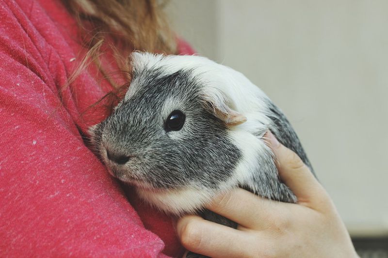 Guinea Pigs
