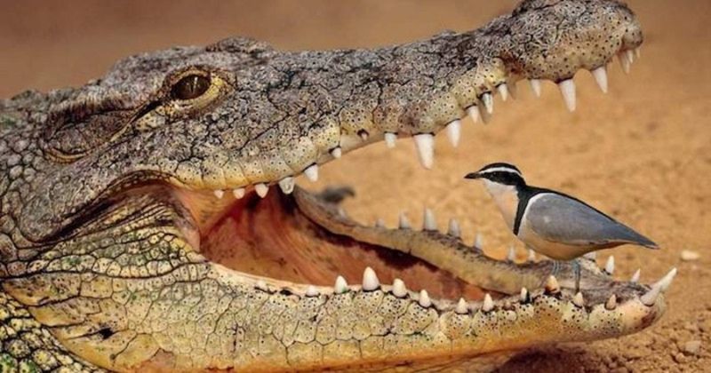 Crocodiles And Birds